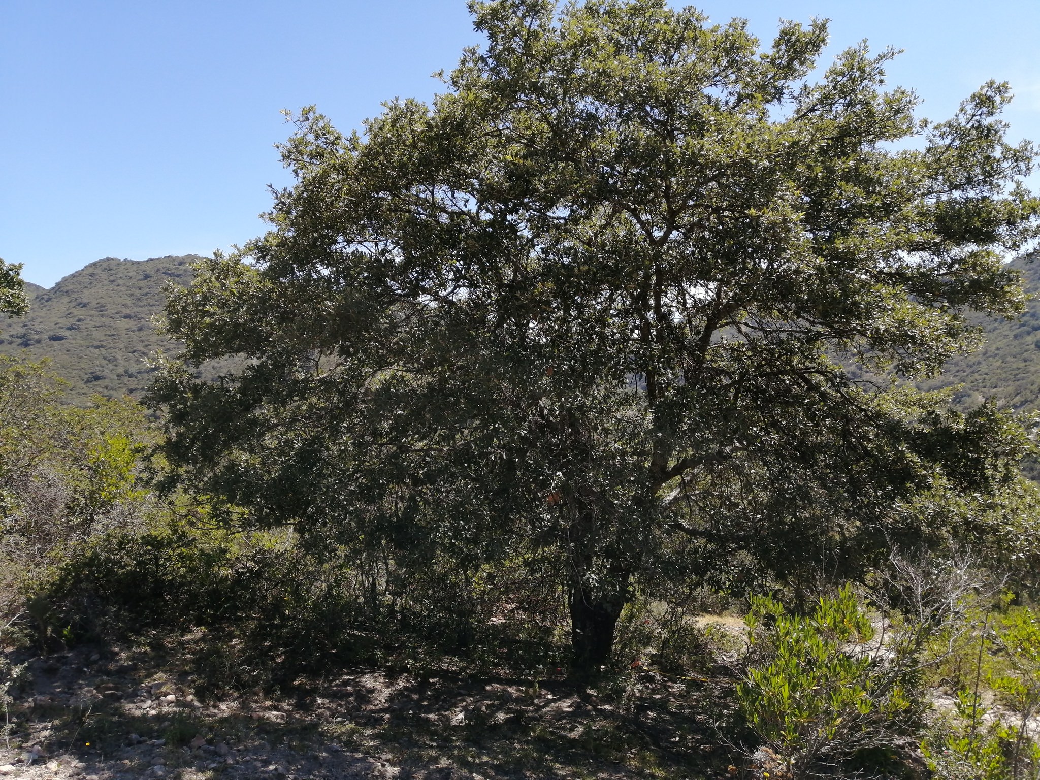 Quercus mexicana